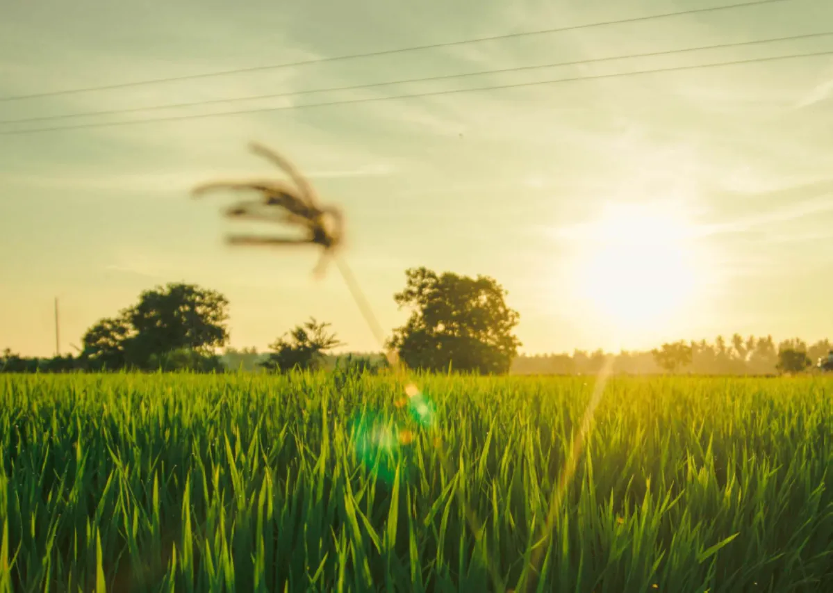 Summer ecological surveys (June – August)